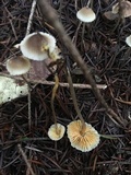 Mycena aurantiomarginata image