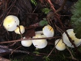 Hygrophorus chrysodon image