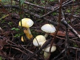 Hygrophorus chrysodon image