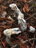 Hypomyces cervinigenus image