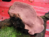 Fomitopsis cajanderi image