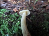 Entoloma strictius image