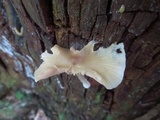 Entoloma strictius image