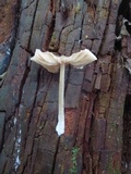 Entoloma strictius image