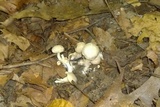 Clitopilus prunulus image