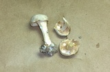 Clitopilus prunulus image