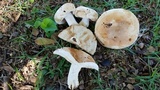 Russula compacta image