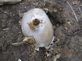 Reticularia lycoperdon image