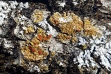 Caloplaca persimilis image
