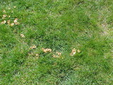 Marasmius oreades image