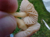 Marasmius oreades image