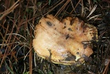 Suillus brevipes image