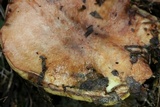 Suillus brevipes image