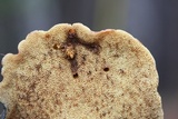 Suillus brevipes image