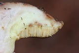 Suillus brevipes image