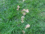 Marasmius oreades image