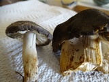 Tricholoma atroviolaceum image