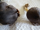 Tricholoma atroviolaceum image