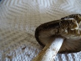 Tricholoma griseoviolaceum image