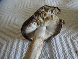 Tricholoma griseoviolaceum image
