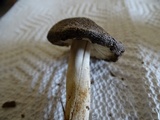 Tricholoma griseoviolaceum image
