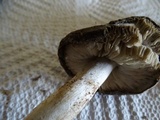 Tricholoma griseoviolaceum image