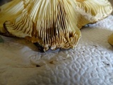 Russula graveolens image