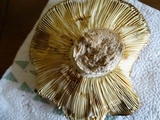 Russula graveolens image