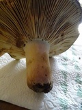 Russula graveolens image