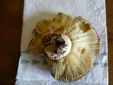Russula graveolens image