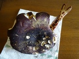 Russula graveolens image