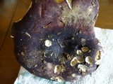 Russula graveolens image