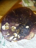 Russula graveolens image