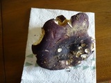 Russula graveolens image