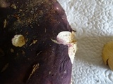 Russula graveolens image