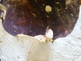 Russula graveolens image