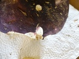 Russula graveolens image