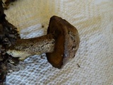 Suillus fuscotomentosus image