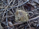 Boletus subtomentosus image