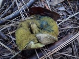 Boletus subtomentosus image