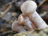 Armillaria gallica image