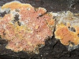 Leucogyrophana mollusca image