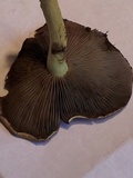 Hypholoma capnoides image
