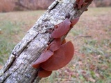 Auricularia angiospermarum image