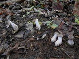 Armillaria gallica image