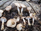 Armillaria gallica image