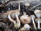 Armillaria gallica image