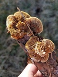 Gloeophyllum sepiarium image