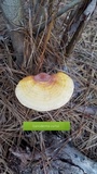 Ganoderma meredithiae image