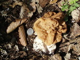 Gyromitra brunnea image